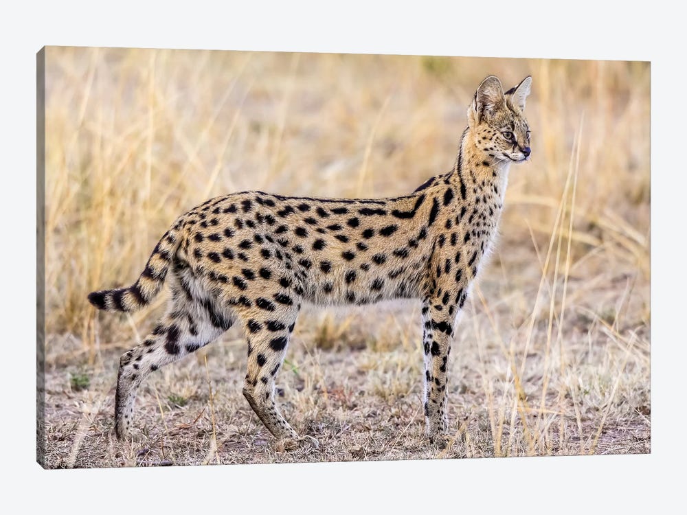 Serval Hunting 1-piece Canvas Print