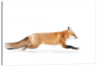 Red Fox On The Run - Algonquin Park Canvas Art Print - Action Shot Photography