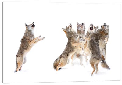 The Choir - Coyotes Canvas Art Print - Photogenic Animals