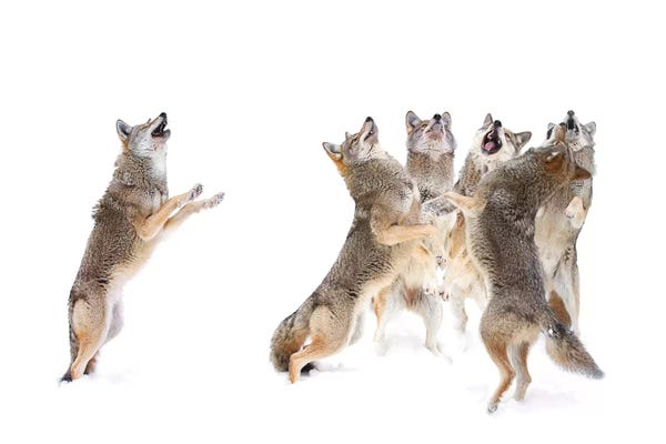 Minimalist Wildlife Photography: The Choir - Coyotes by Jim Cumming