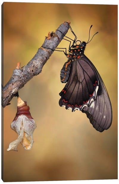 Birth Of A Swallowtail Canvas Art Print