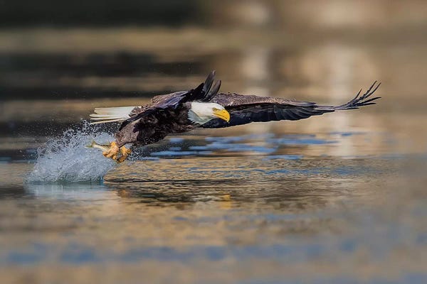 1x.com: Drag by Rob Li