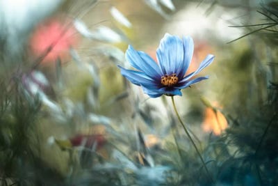 L'unification Des Interactions by Fabien Bravin art print