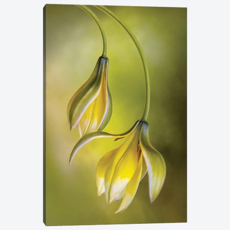 Tulipa Canvas Print #OXM3769} by Mandy Disher Canvas Wall Art