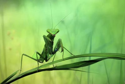 Praying Mantises