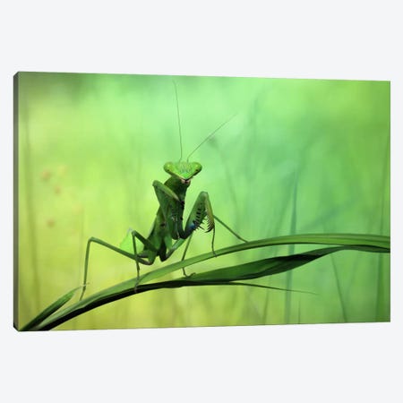 Hi There! Canvas Print #OXM378} by Jimmy Hoffman Canvas Wall Art