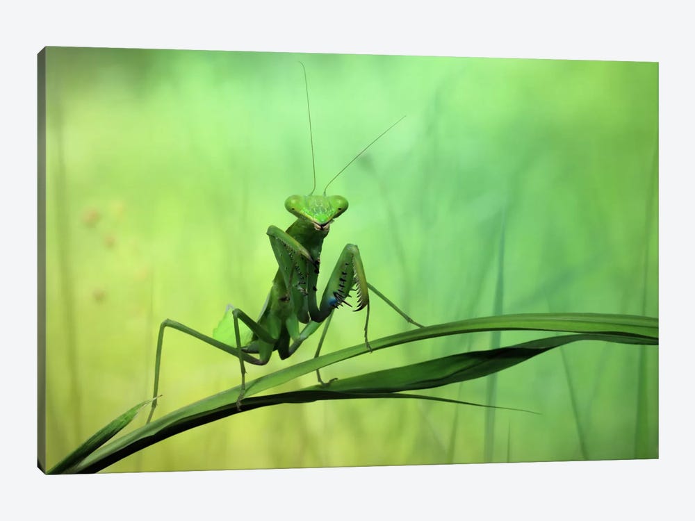 Hi There! by Jimmy Hoffman 1-piece Canvas Art