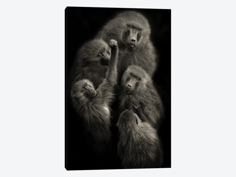 Baboons "United" by Mario Moreno 1-piece Art Print