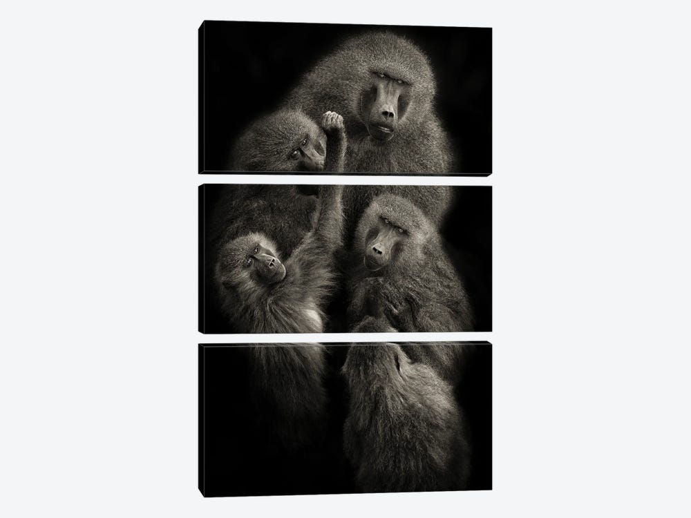 Baboons "United" 3-piece Canvas Art Print