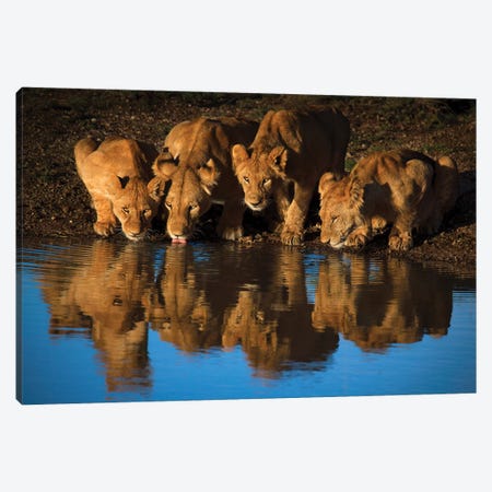 Lions Of Mara Canvas Print #OXM3792} by Mario Moreno Canvas Print