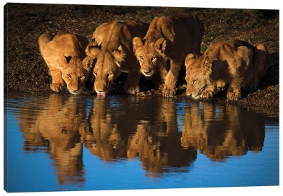 Lions Of Mara Canvas Art Print