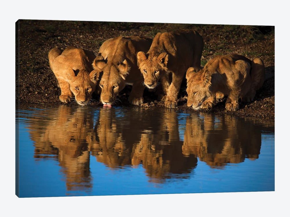 Lions Of Mara 1-piece Canvas Print