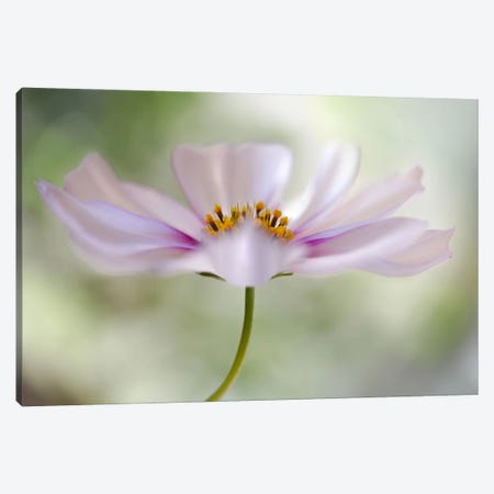 Cosmos II Canvas Print #OXM380} by Mandy Disher Canvas Print