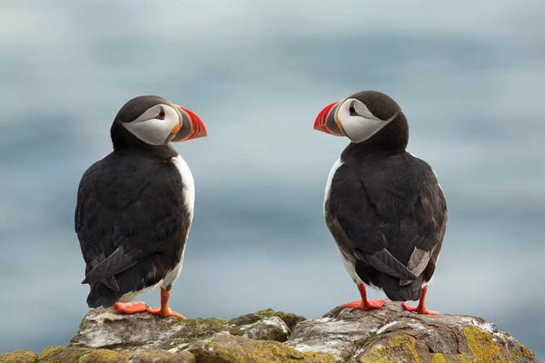 Love Birds: I Love You - I Love You Too by Milan Zygmunt