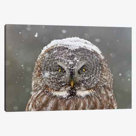 Great Grey Owl, Winter Canvas Print #OXM3856} by Mircea Costina Canvas Art Print