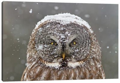 Great Grey Owl, Winter Canvas Art Print