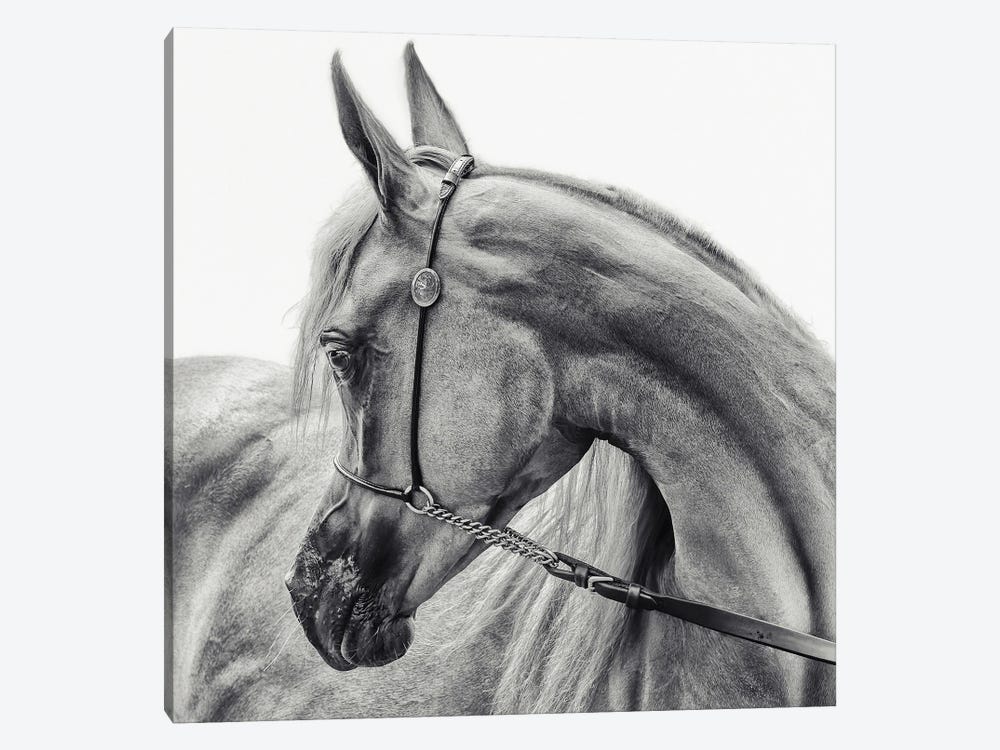 The Arabian Horse 1-piece Canvas Art
