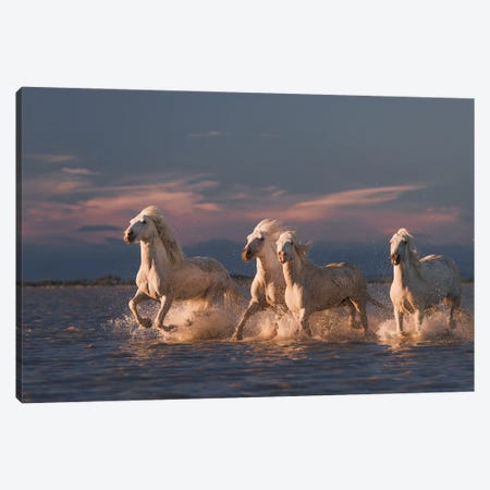 Angels Of Camargue II Canvas Print #OXM3995} by Rostovskiy Anton Canvas Wall Art