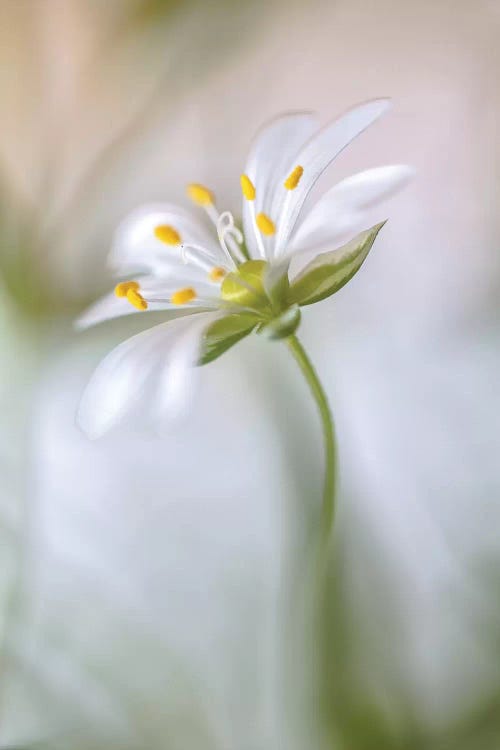 Stitchwort Soft by Mandy Disher wall art