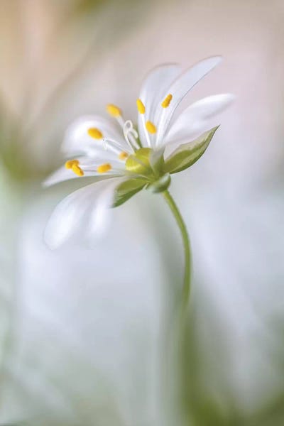 Mandy Disher: Stitchwort Soft by Mandy Disher