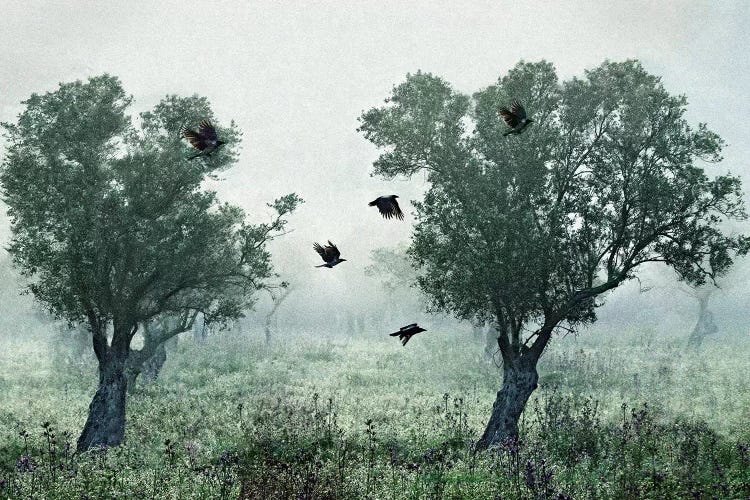 Crows In The Mist