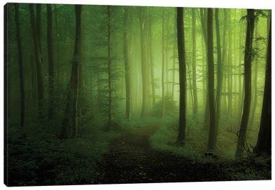 Spring Promise Canvas Art Print - Forest Bathing