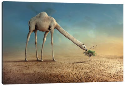 Camel And Tree Canvas Art Print