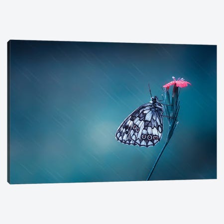 Butterfly I Canvas Print #OXM4166} by Bess Hamiti Canvas Art