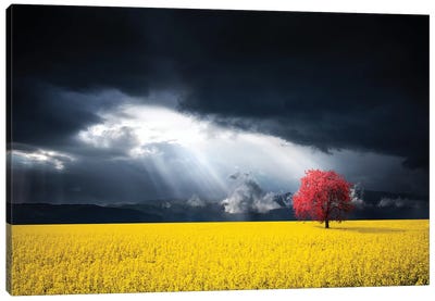 A Red Tree In The Canola Meadow Canvas Art Print - Hyperreal Photography