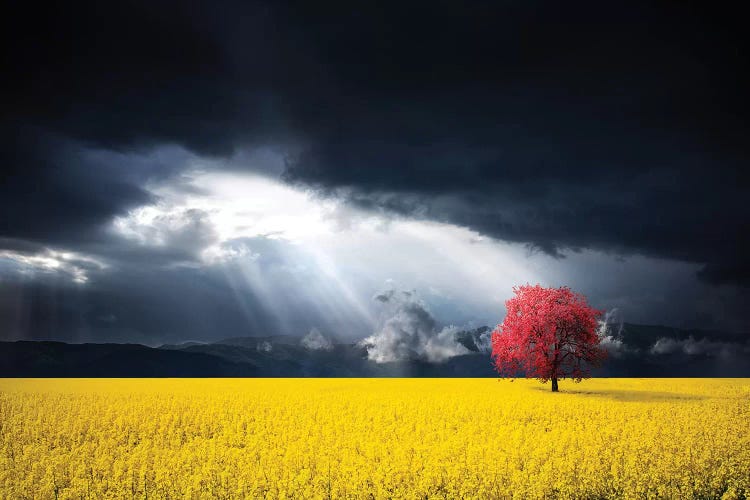 A Red Tree In The Canola Meadow