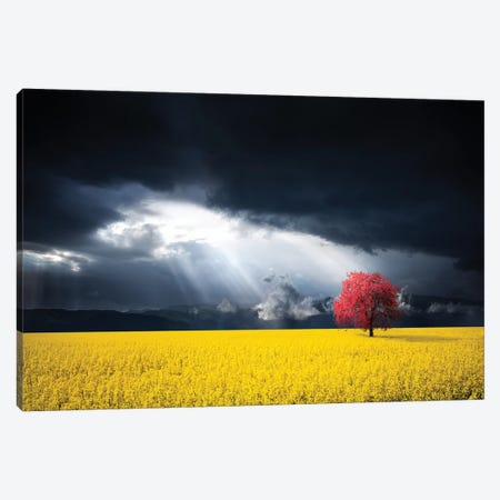 A Red Tree In The Canola Meadow Canvas Print #OXM4189} by Bess Hamiti Art Print