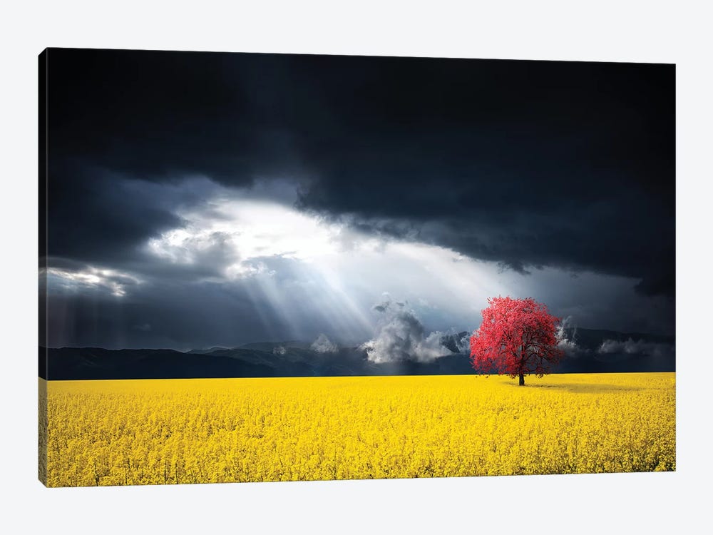 A Red Tree In The Canola Meadow by Bess Hamiti 1-piece Art Print