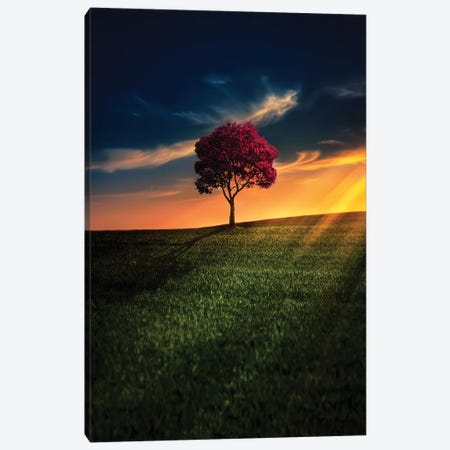Awesome Solitude Canvas Print #OXM4193} by Bess Hamiti Canvas Wall Art