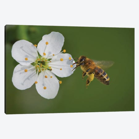 Bee On A Flower, The Pear Blossoms Canvas Print #OXM4195} by Bess Hamiti Canvas Print