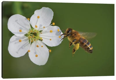 Bee On A Flower, The Pear Blossoms Canvas Art Print