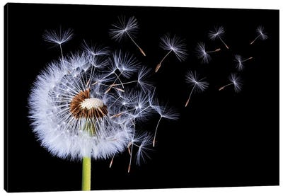 Dandelion Blowing I Canvas Art Print - Best Selling Floral Art