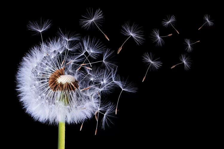 Dandelion Blowing I