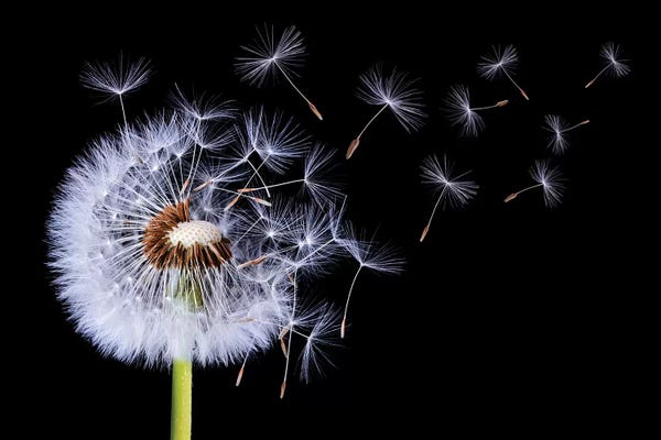 Bess Hamiti: Dandelion Blowing I by Bess Hamiti