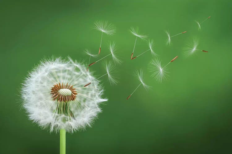 Dandelion Blowing II