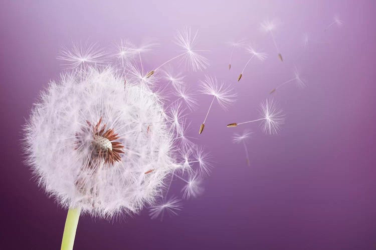 Dandelion Flying