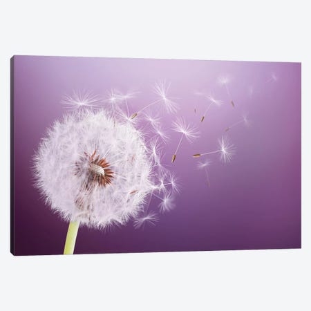 Dandelion Flying Canvas Print #OXM4200} by Bess Hamiti Canvas Wall Art