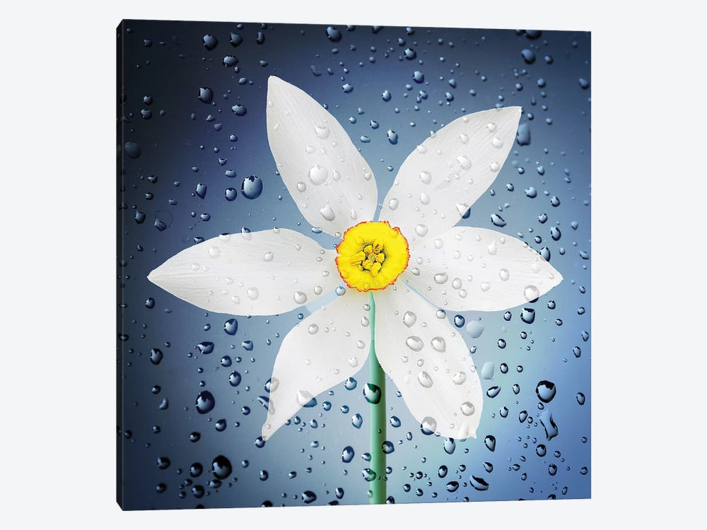 The Paradise Of Flowers After The Rain by Bess Hamiti 1-piece Canvas Wall Art