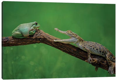 Are You Ready? Canvas Art Print - Frog Art