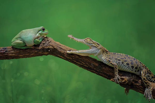 Alligators & Crocodiles: Are You Ready? by Edy Pamungkas