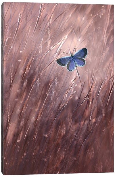 Beautiful Butterfly I Canvas Art Print