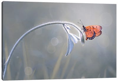 Beautiful Butterfly II Canvas Art Print