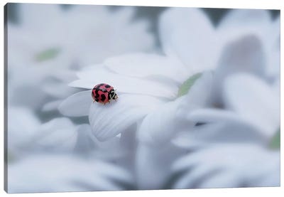 Beautiful Ladybug Canvas Art Print - Daisy Art