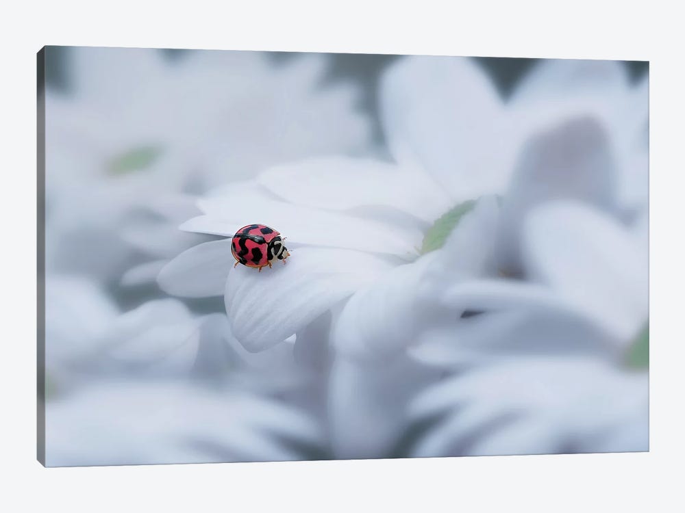 Beautiful Ladybug by Edy Pamungkas 1-piece Canvas Art Print