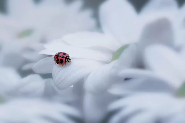 Daisies: Beautiful Ladybug by Edy Pamungkas