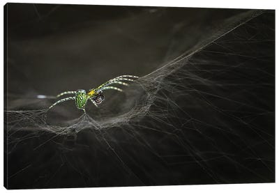 Dinner Canvas Art Print - Spider Webs
